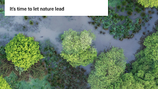 Front cover of Rewilding Britain's Rewilding Manifesto, showing an aerial view of trees